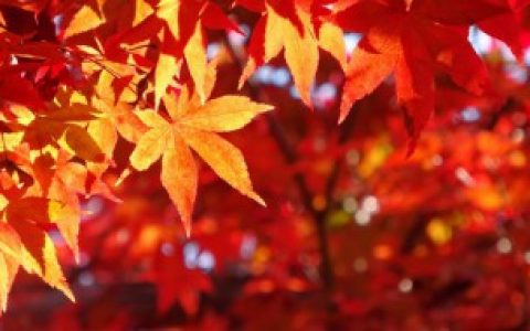 枫树的栽培方法及功效与作用 枫树的栽培方法及功效与作用有哪些