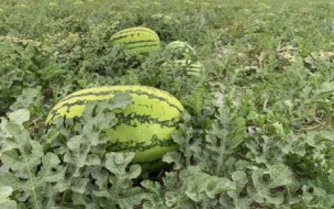 梦见西瓜地里好多西瓜 梦见西瓜地里好多西瓜 梦境解析