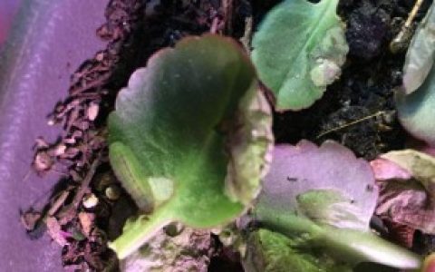 花快枯萎了怎么救活 花快枯萎了救活方法