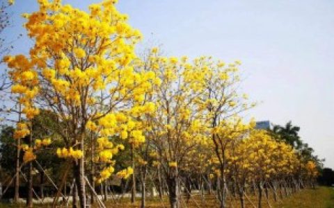 【黄花风铃木是什么】黄花风铃木简介
