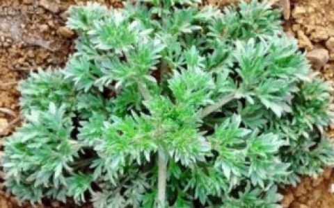 【什么是茵陈蒿】啥是茵陈蒿