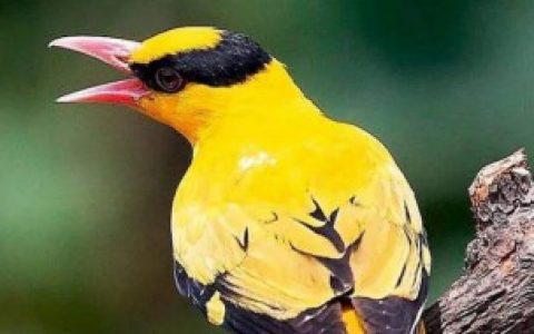 【黄莺的叫声介绍】黄莺的叫声是叽叽还是喳喳