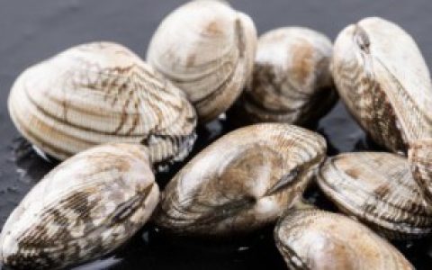 【人工养殖花甲喂的什么】人工养殖花甲喂食介绍