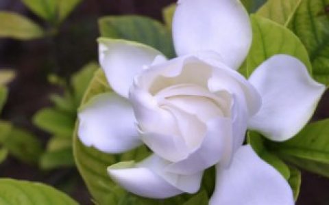 【栀子花老叶发黄是什么回事】栀子花老叶发黄是怎么回事