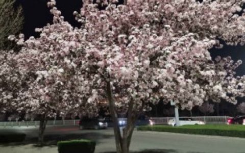 家里为什么不能种海棠树 家里为什么不可以种海棠树