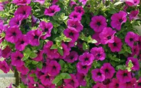 矮牵牛四季养护方法（矮牵牛四季按如下养护方法）