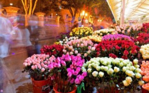 秀秀花怎么养殖（秀秀花的养殖方法）