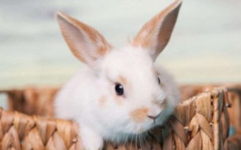 家里养兔子有什么好处（家里养兔子有啥好处）