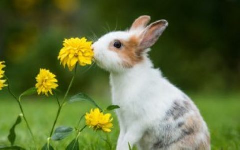 兔子急了也会咬人是什么意思,兔子急了也会咬人的意思