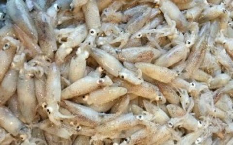 新鲜小海兔怎么清洗处理 新鲜小海兔如何清洗处理