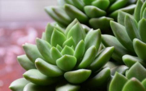 多肉植物的养殖注意事项 多肉植物的养殖注意事项是什么