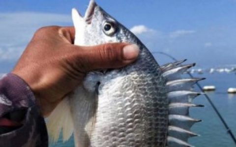 如何分辨野生黄翅鱼和养殖的 分辨野生黄翅鱼和养殖的丹丹