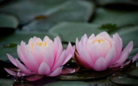 如何饲养睡莲睡莲育种注意事项 怎么养睡莲有什么注意事项