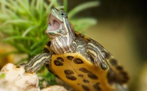 【二十斤鳄鱼龟要养多少年】二十斤鳄鱼龟需多少年