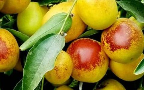 新鲜枣子可不可以放冰箱,新鲜枣子可以放冰箱吗