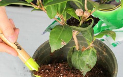 茶树的养殖,茶树的养殖方法