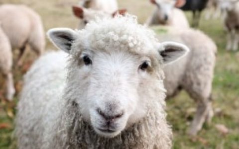 扬眉吐气是什么生肖,扬眉吐气是啥生肖