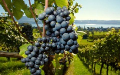 葡萄是什么季节的,葡萄简介