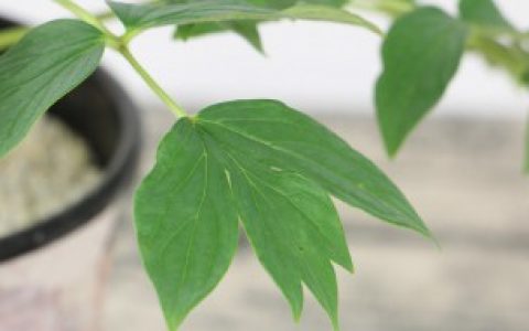 洋牡丹花的养殖方法是什么,洋牡丹花的养殖方法视频