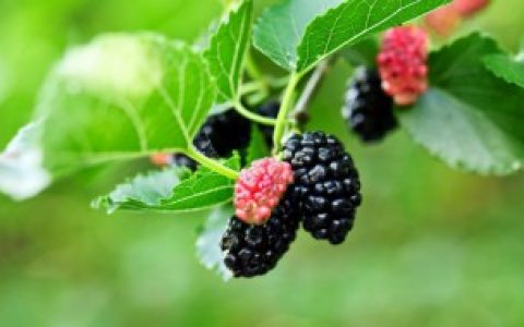 桑葚如何清洗,桑葚的清洗方法