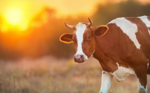 牛漆圆是哪个部位的肉 哪个部位的肉叫牛漆圆