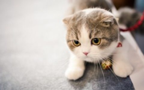 如何避免野猫肆虐（怎么避免野猫肆虐）