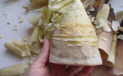 冬笋怎么处理才能吃（冬笋都可以怎么吃呢）