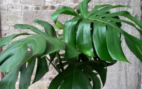 龟背竹怎么过冬,龟背竹过冬方法