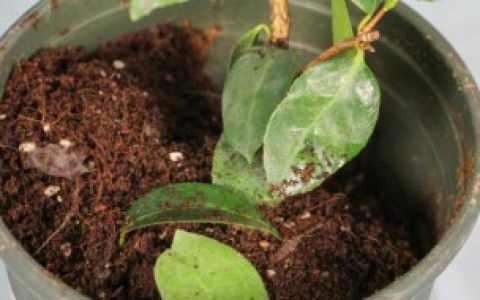 盆栽山茶花怎么养 盆栽山茶花如何养殖