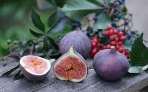 无花果怎么发芽快 无花果发芽快的种植方法