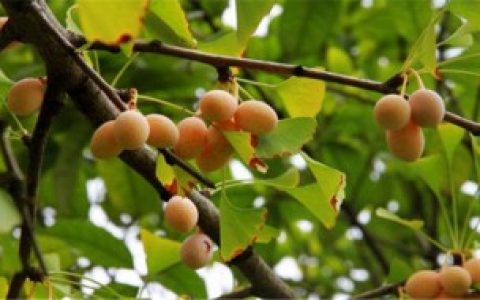 新鲜银杏果怎么处理 新鲜银杏果如何处理