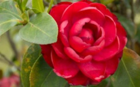 【茶花叶子枯萎原因和解决方法】茶花叶子枯萎是怎么回事