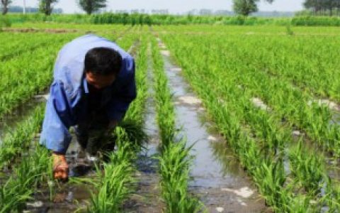 水稻如何种植（水稻怎么种）