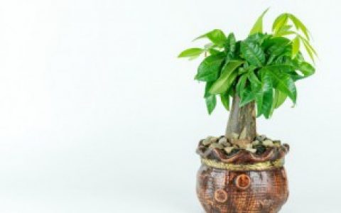 发材树养殖方法（发材树怎么养）