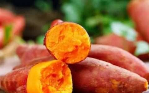 番薯盆栽种植方法水养,番薯盆栽种植方法水养介绍