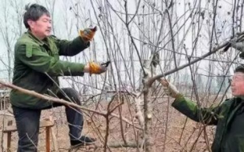 秋天可不可以移栽树木,秋天可以移栽树木吗