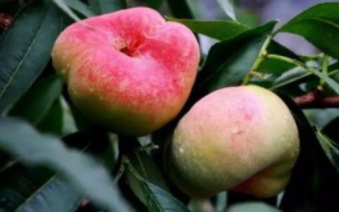 蟠桃可以放冰箱冷藏吗 蟠桃能放冰箱冷藏吗