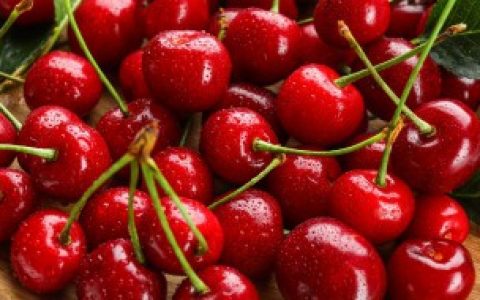 【樱桃树在什么时候剪枝】樱桃树的剪枝时间