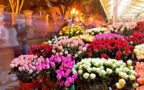 【哪些花适合在室内养】推荐几种适合在室内养的花