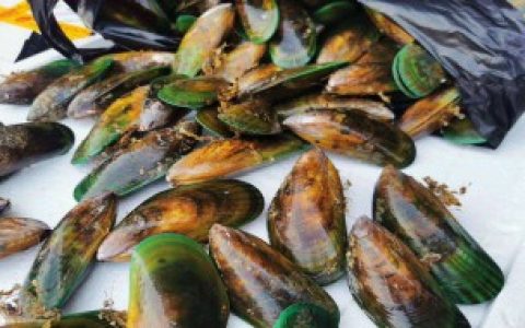 青口贝内脏清洗方法（青口贝如何清洗内脏）