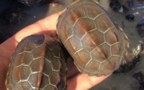 如何养金线草龟（金线草龟怎么养）