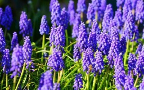 葡萄风信子怎么留种子（葡萄风信子留种子的方法）