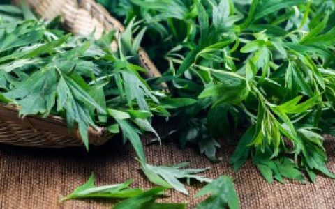 艾草煮多久才能用（艾草煮的时长）