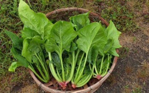 菠菜可以冷冻储藏吗,菠菜能不能冷冻储藏吗