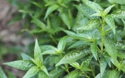 穿心莲养殖方法 养护穿心莲的教程