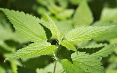 荨麻草可不可以食用怎样烹饪,荨麻草可以食用吗怎样烹饪