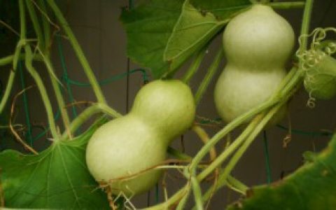 【葫芦表面霉斑处理方法】葫芦表面霉斑怎么处理