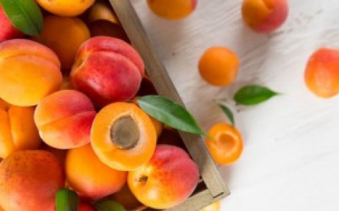 【女人梦见满树熟透黄杏】女人梦见满树熟透黄杏的解释