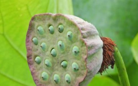 莲蓬可以放冰箱保存吗（莲蓬放冰箱存放行吗）