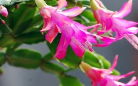 蟹爪兰的嫁接方法,蟹爪兰的简介